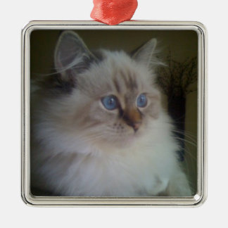 Schöne Ragdoll Hymalayan Katze, die in Winter Ornament Aus Metall