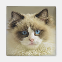 Schöne Ragdoll Katze mit blauen Augen