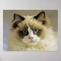 Schöne Ragdoll Katze mit blauen Augen