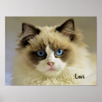 Schöne Ragdoll Katze mit blauen Augen