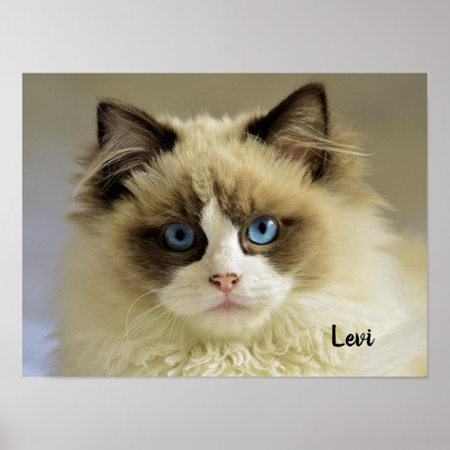 Schöne Ragdoll Katze mit blauen Augen Poster (Vorne)