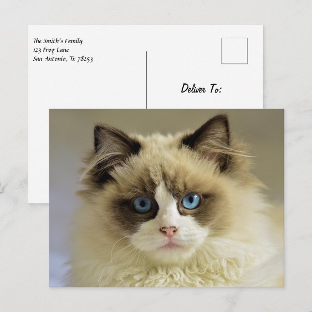 Schöne Ragdoll Katze mit blauen Augen Postkarte (Vorne/Hinten)