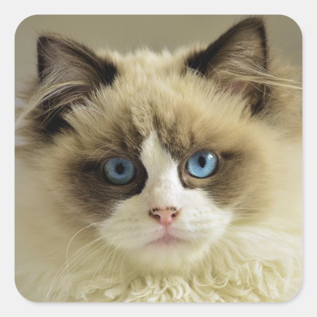 Schöne Ragdoll Katze mit blauen Augen Quadratischer Aufkleber (Vorderseite)