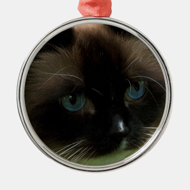 Schöne Ragdoll Katzen-Verzierung Silbernes Ornament (Vorne)