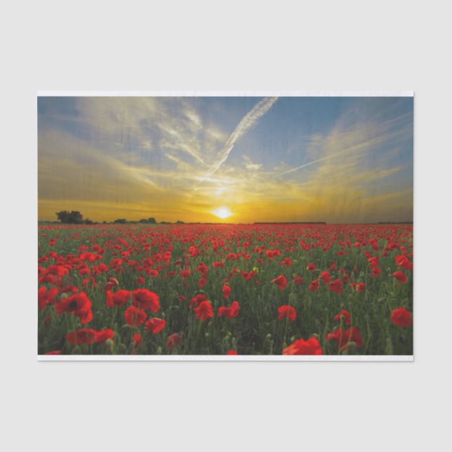 Schöne Red Poppy Field Sunset Fotografie Seidenpapier (Vorderseite)