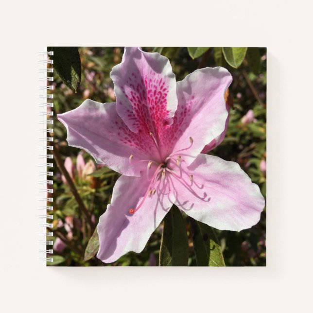 Schöne rosa Azalea Notizbuch (Vorderseite)