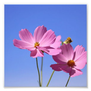 schöne rosa Blume, die einen klaren, blauen Himmel Fotodruck