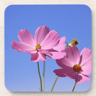 schöne rosa Blume, die einen klaren, blauen Himmel Getränkeuntersetzer