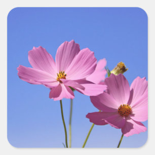 schöne rosa Blume, die einen klaren, blauen Himmel Quadratischer Aufkleber