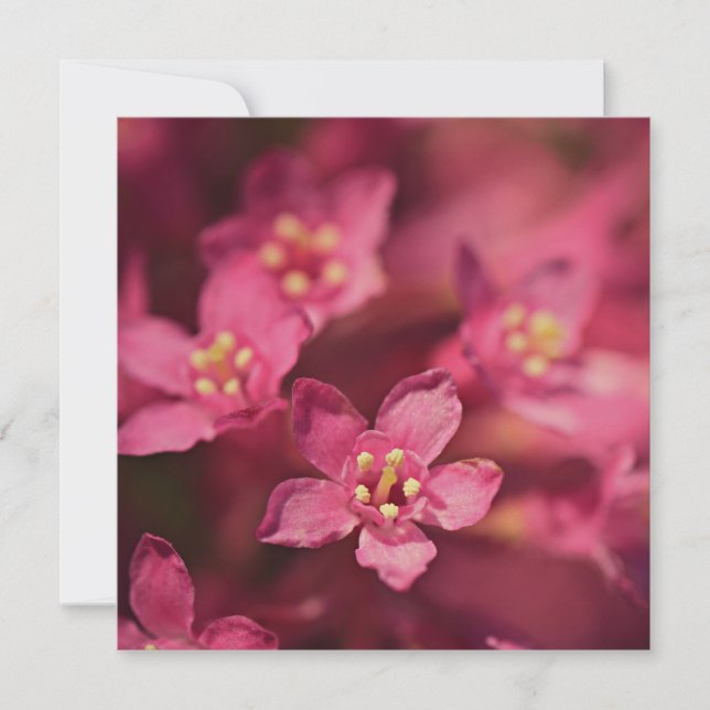 Schöne rosa Blume Karte (Vorderseite)