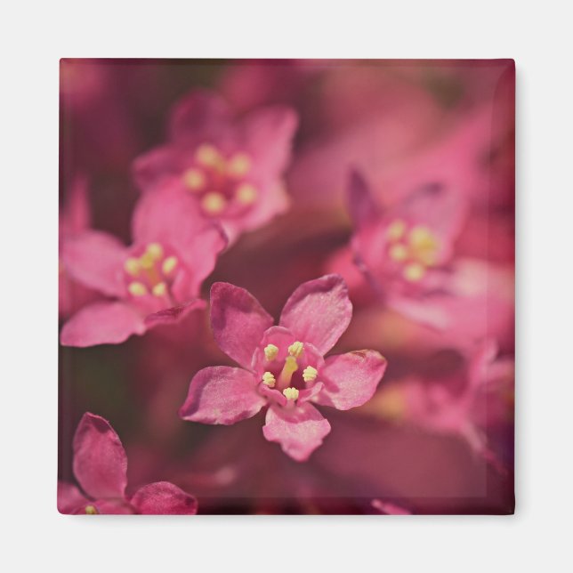 Schöne rosa Blume Magnet (Vorne)