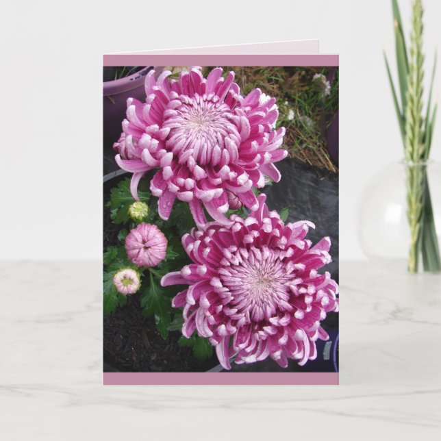 Schöne rosa Chrysanthemum Blume Blumenkarte Karte (Vorderseite)