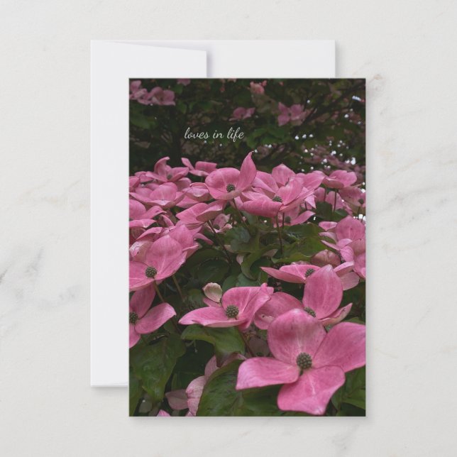 Schöne rosa Dogwood-Blume Mitteilungskarte (Vorderseite)