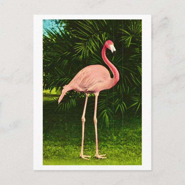 Schöne rosa Flamingo Postkarte (Vorderseite)