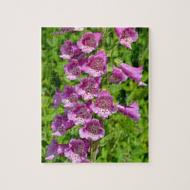 Schöne, rosa Foxglove-Blume (Vertikal)