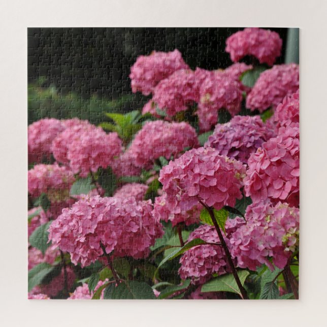 Schöne rosa Hortensienblüten (Vertikal)