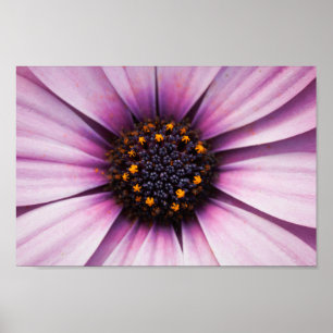 Schöne rosa Lila Osteosperum-Blume Poster
