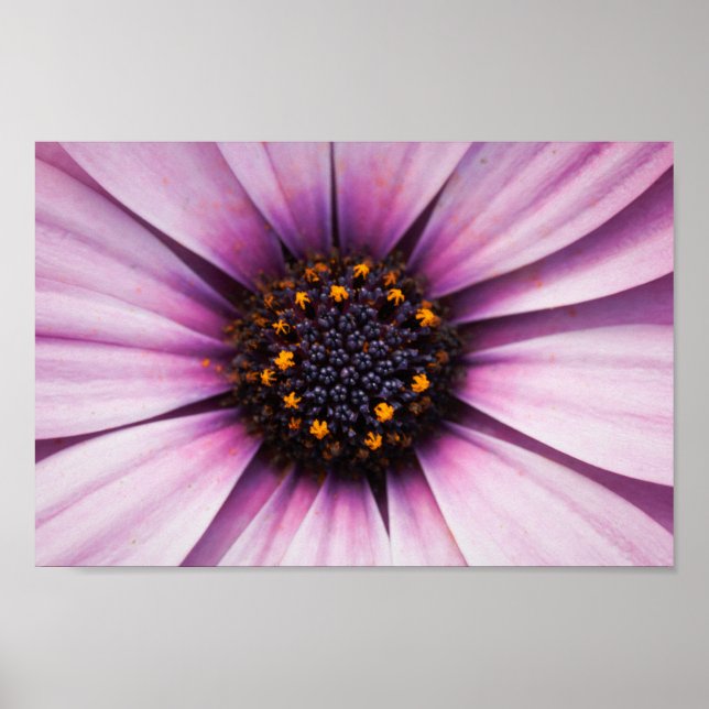 Schöne rosa Lila Osteosperum-Blume Poster (Vorne)
