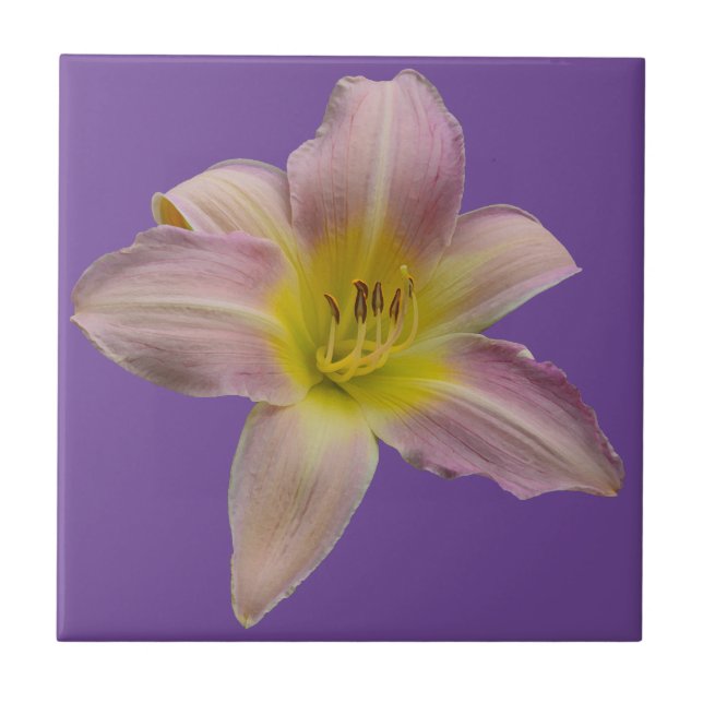 Schöne Rosa Lilie Fliese (Vorderseite)