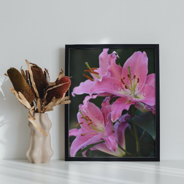 Schöne rosa Lily blüht Blumenglanz Poster (In Situ)