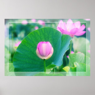 Schöne rosa Lotos-Knospen-Blumen-Grün-Blatt-Blüte Poster