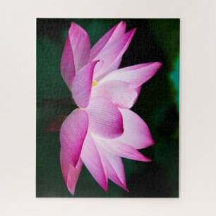 Schöne Rosa Lotus Blume Bloom