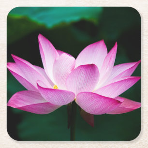 Schöne Rosa Lotus Blume Bloom Rechteckiger Pappuntersetzer