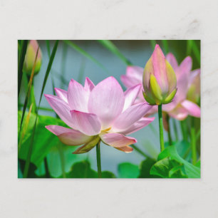 Schöne rosa Lotusblumen Postkarte
