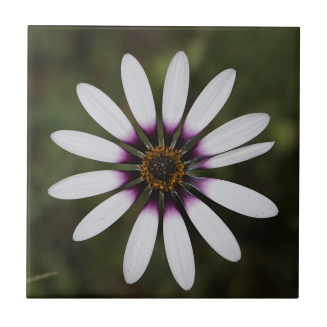 Schöne rosa Osteosperum-Blume Fliese (Vorderseite)