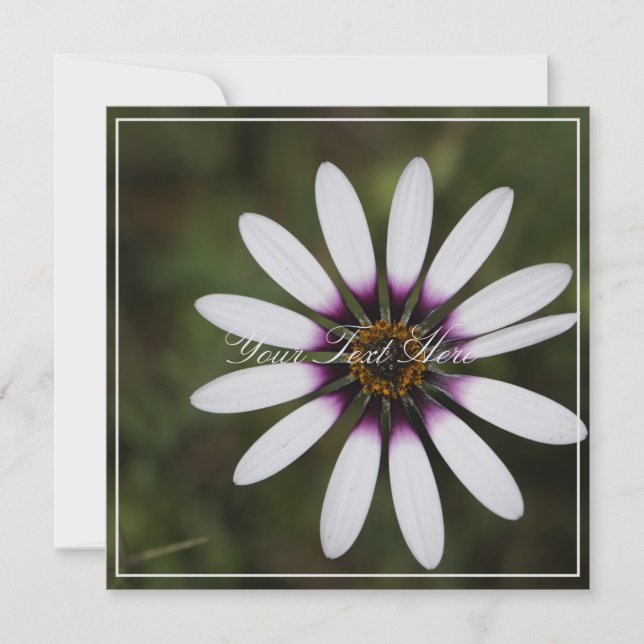 Schöne rosa Osteosperum Ihre Text-Flachkarte (Vorderseite)