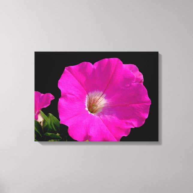 Schöne, rosa Petunia-Blume in schwarz Leinwanddruck (Vorderseite)