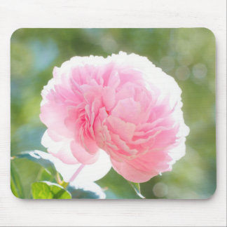 Schöne rosa Pfingstrosen-Blume im Sonnenlicht Mousepad