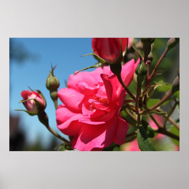 schöne rosa rosa Blume und blauer Himmel Poster (Vorne)