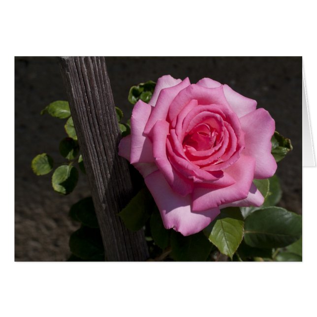 Schöne Rosa Rose (Vorderseite (Horizontal))