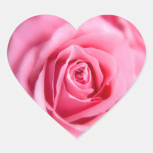 Schöne Rosa Rose Herz-Aufkleber