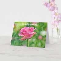 Schöne rosa Rose im Garten Kunst, Dichtung und Mus