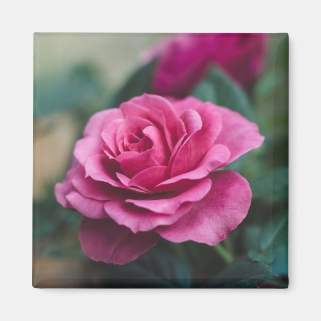 Schöne Rosa Rose Magnet (Vorne)