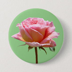 Schöne rosa Rose Nahe Up Cust. BG-Taste Button