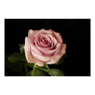 schöne rosa Rose Poster