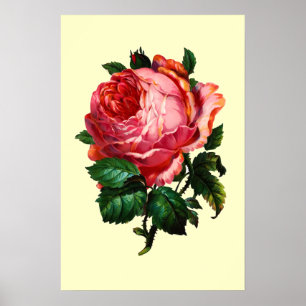 SCHÖNE ROSA ROSE POSTER