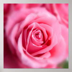 Schöne Rosa Rose Poster