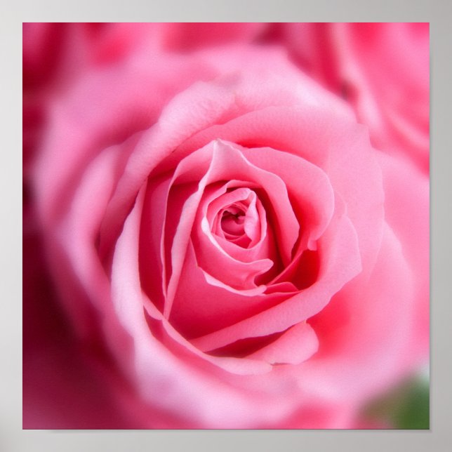 Schöne Rosa Rose Poster (Vorne)
