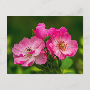 Schöne rosa Rose Postkarte
