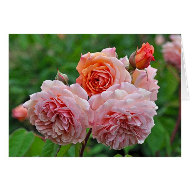 Schöne rosa Rosen (Vorderseite (Horizontal))