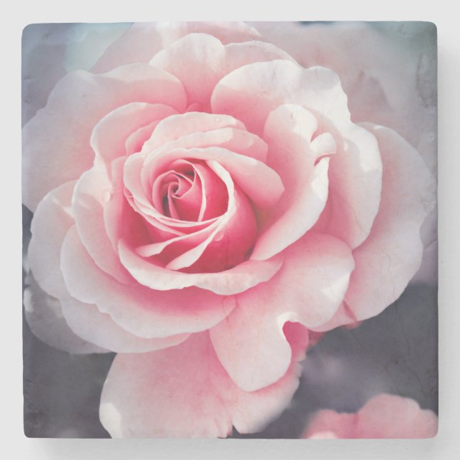 Schöne rosa Rosen-BlumenFoto Steinuntersetzer (Vorderseite)