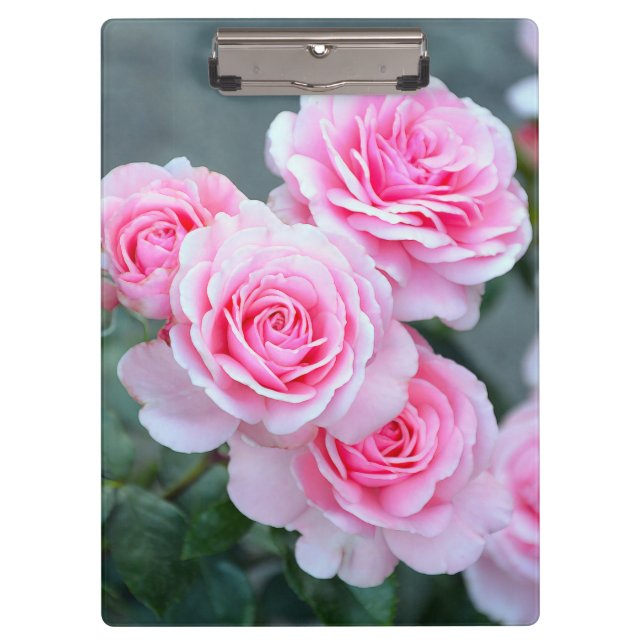 Schöne rosa Rosen Klemmbrett (Vorderseite)