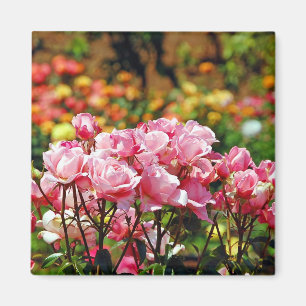 Schöne rosa Rosen Magnet