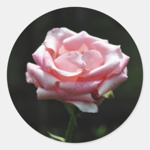 Schöne rosa Rosen-Nahaufnahme Runder Aufkleber