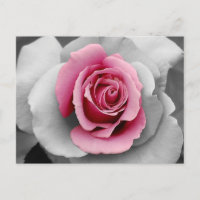Schöne rosa Rosenblätter drucken Postkarte