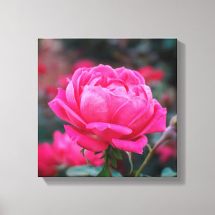 Schöne rosa Rosenblüte Leinwanddruck